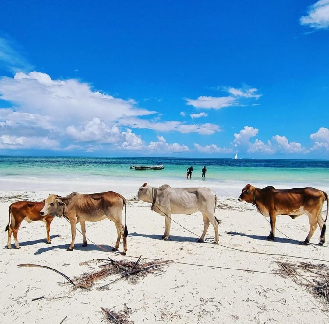 Sipano Beach Lodge Kiwengwa Kiwengwa  Exteriör bild